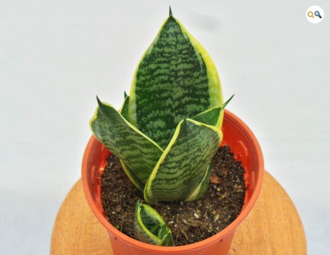 Sansevieria-daun