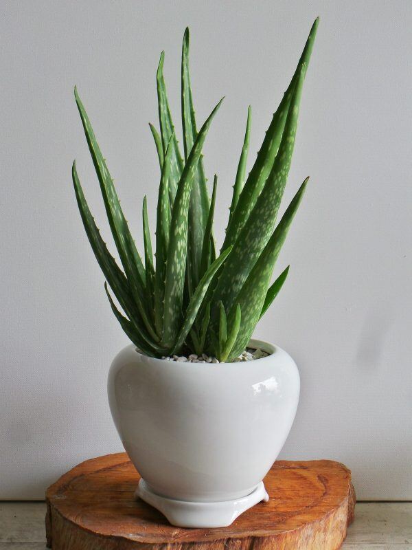 aloe-vera-daun