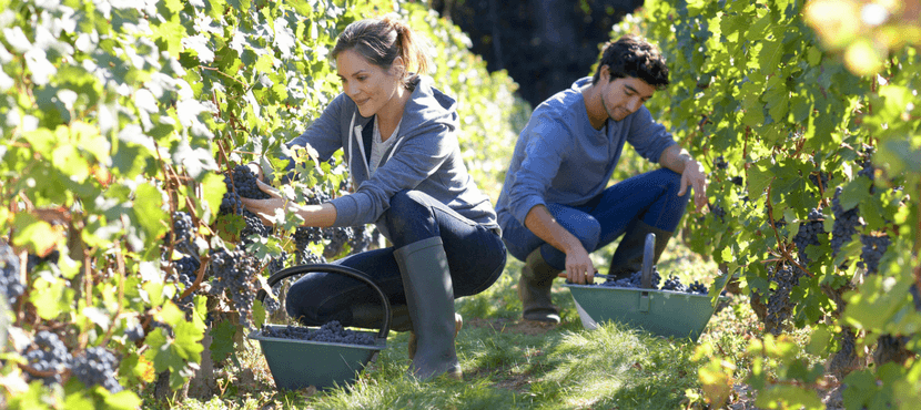 fruit-picking