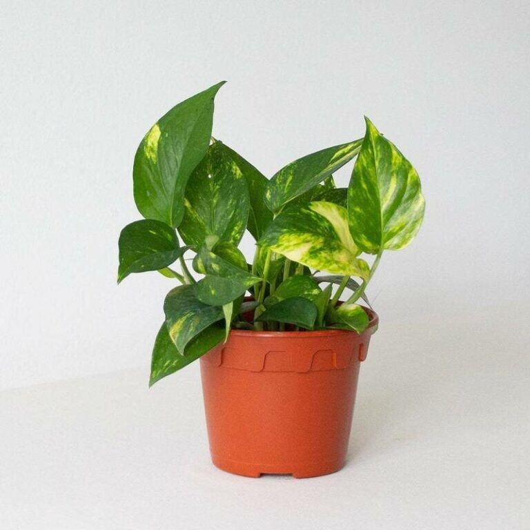 money-plant-bloomthis-768x768